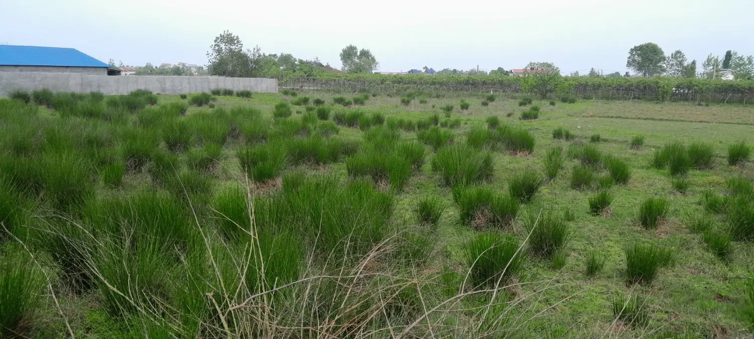 زمین در تالش میدان نماز سمت دریا