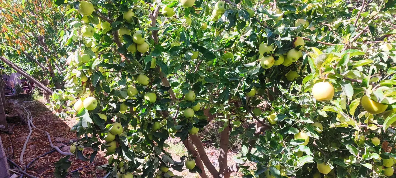 باغ ویلا 800 متری