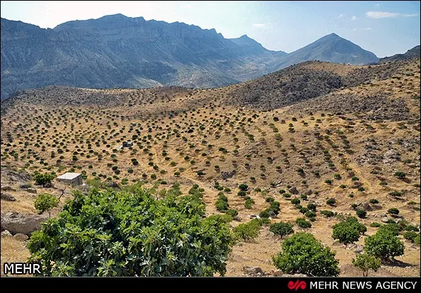 ملک انجیرستان