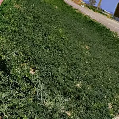 زمین کشاورزی