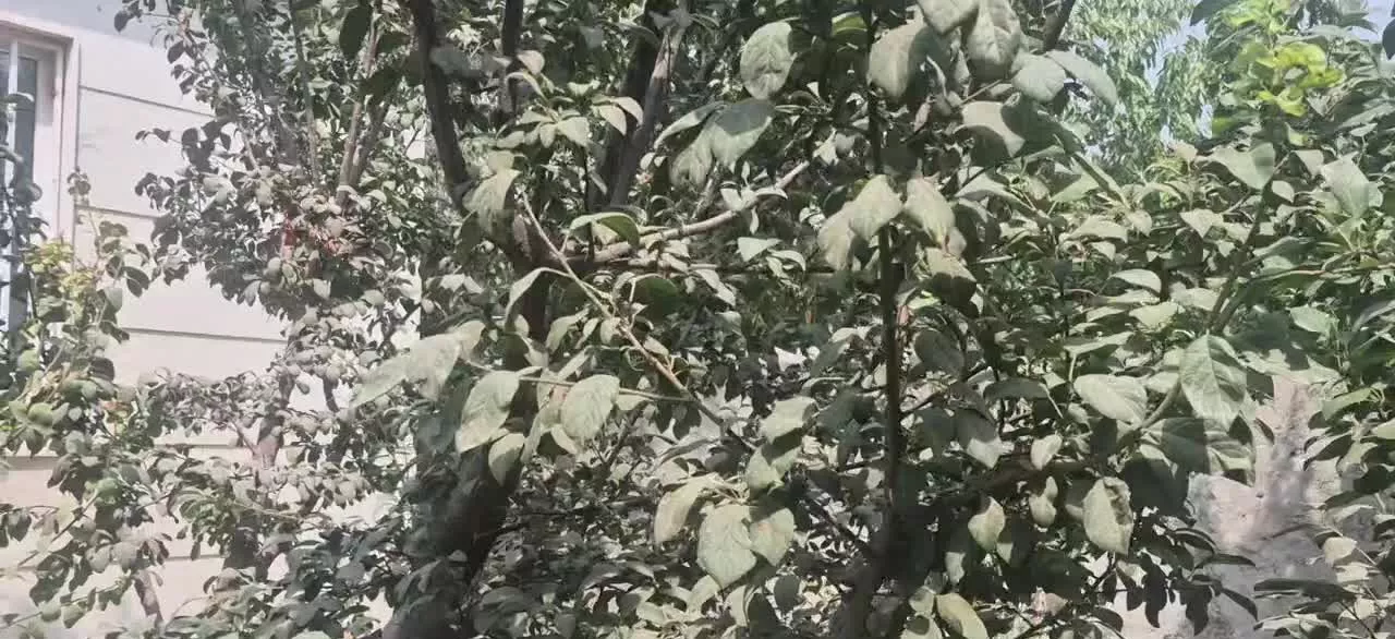 باغچه شهریار