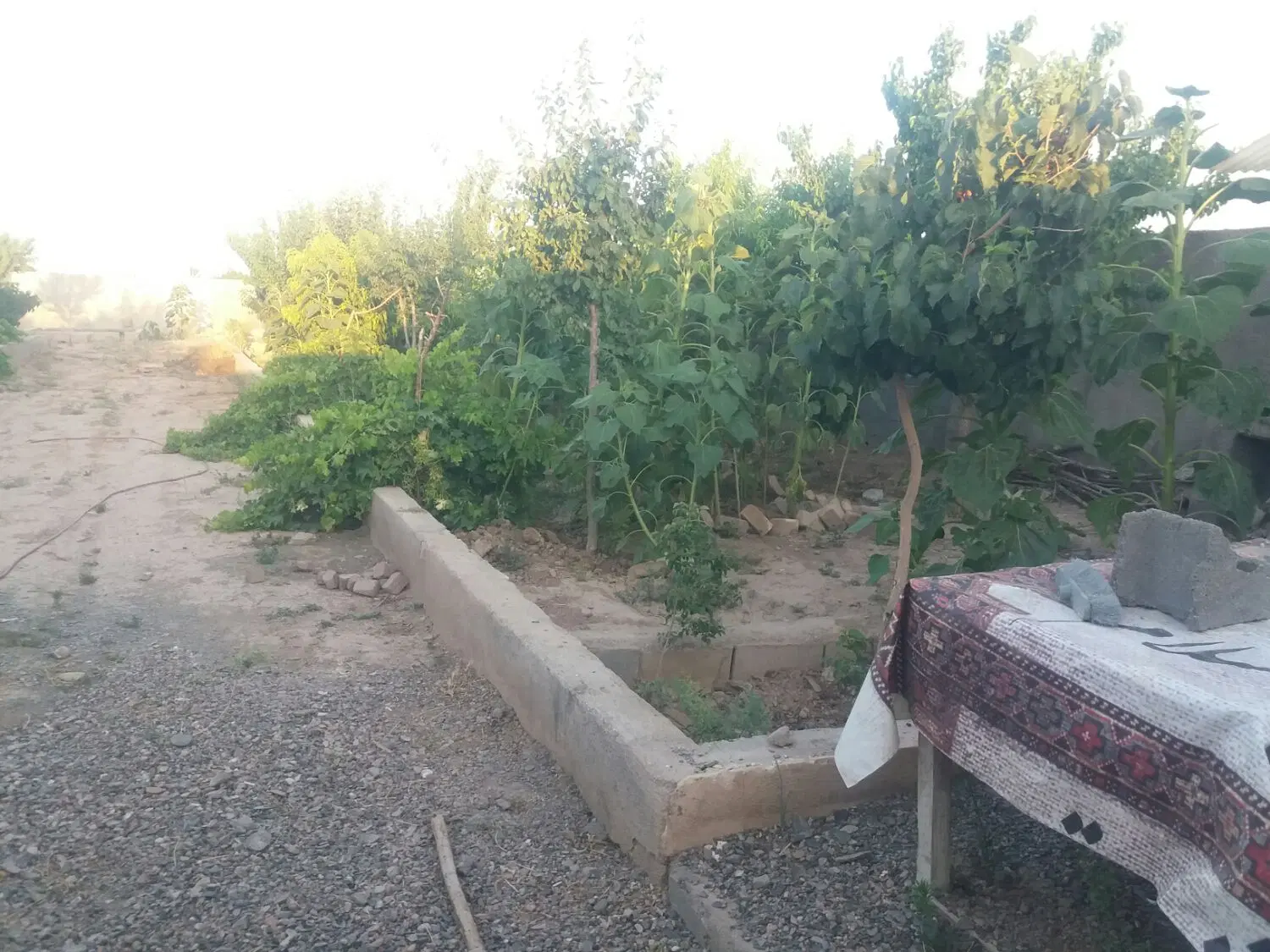 باغ