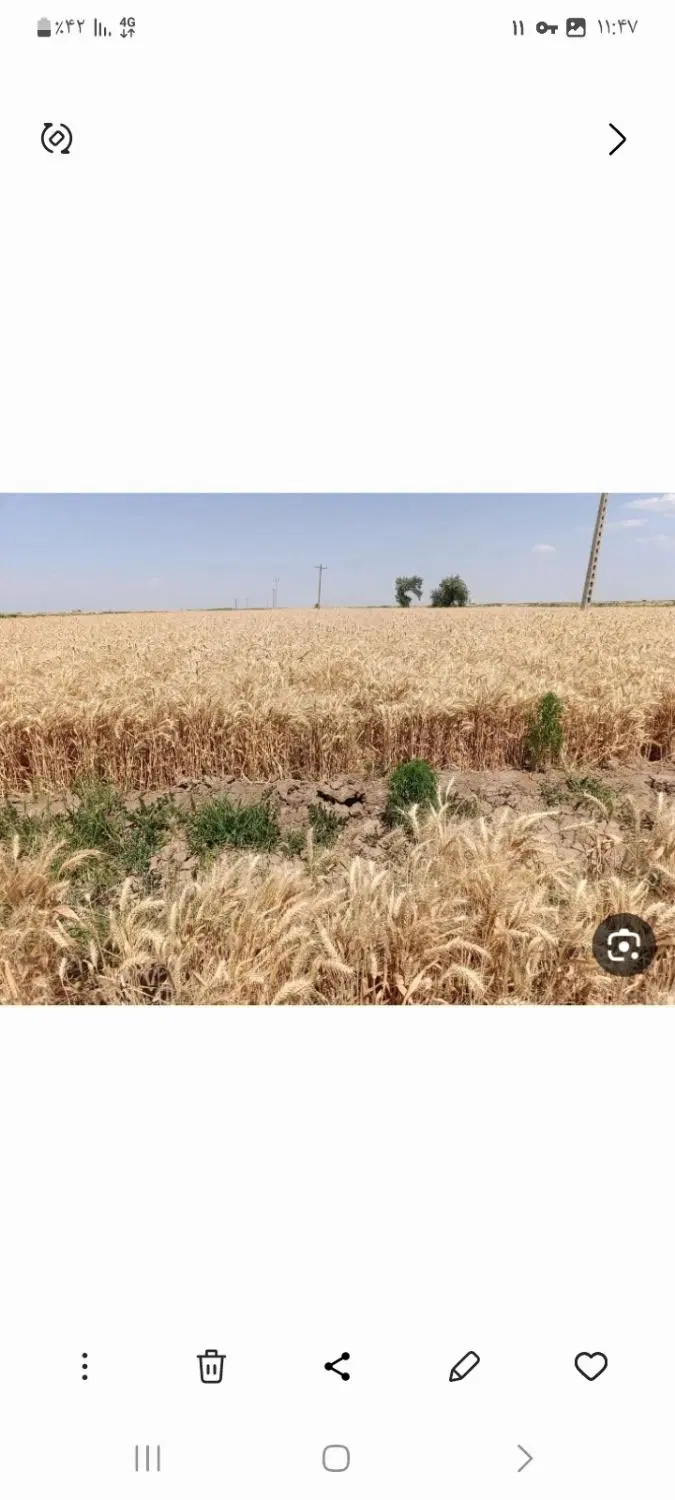 فروش زمین کشاورزی شلمزار