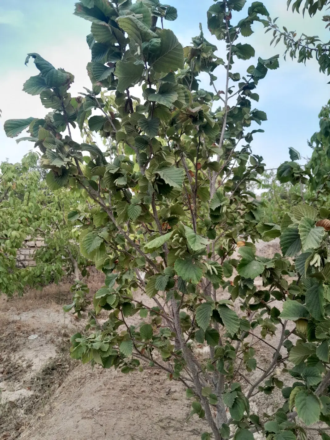 باغ میوه