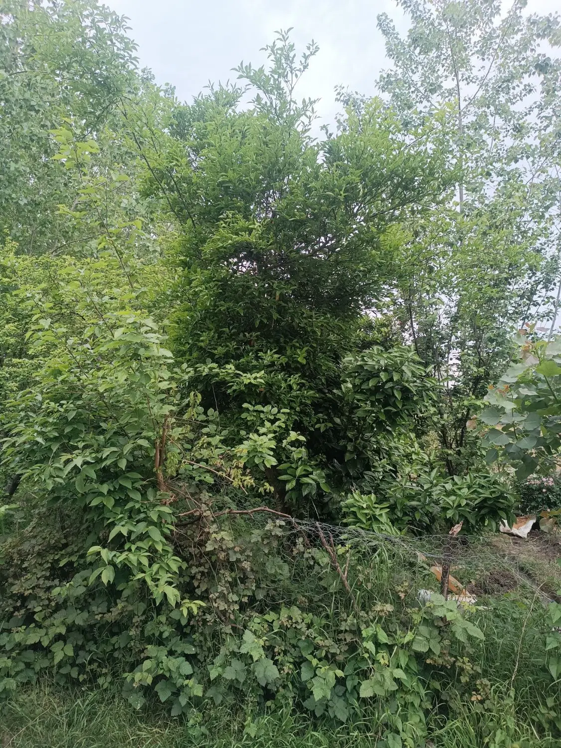 فروش ملک مسکونی روستا ، بهمراه زراعی