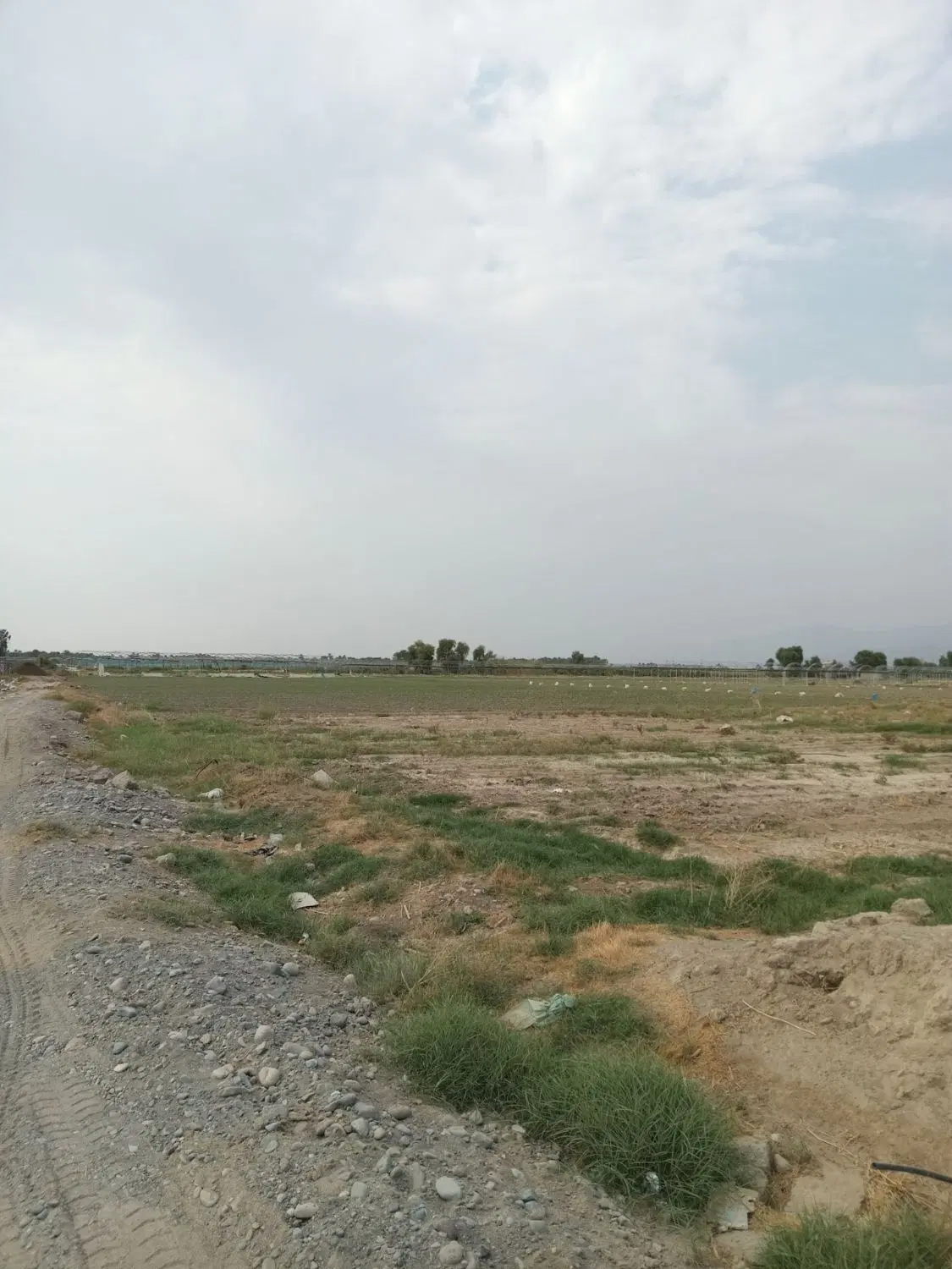 ربع هکتار زمین قطره ای باقراباد . دولت اباد