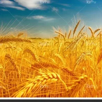اجاره زمین کشاورزی