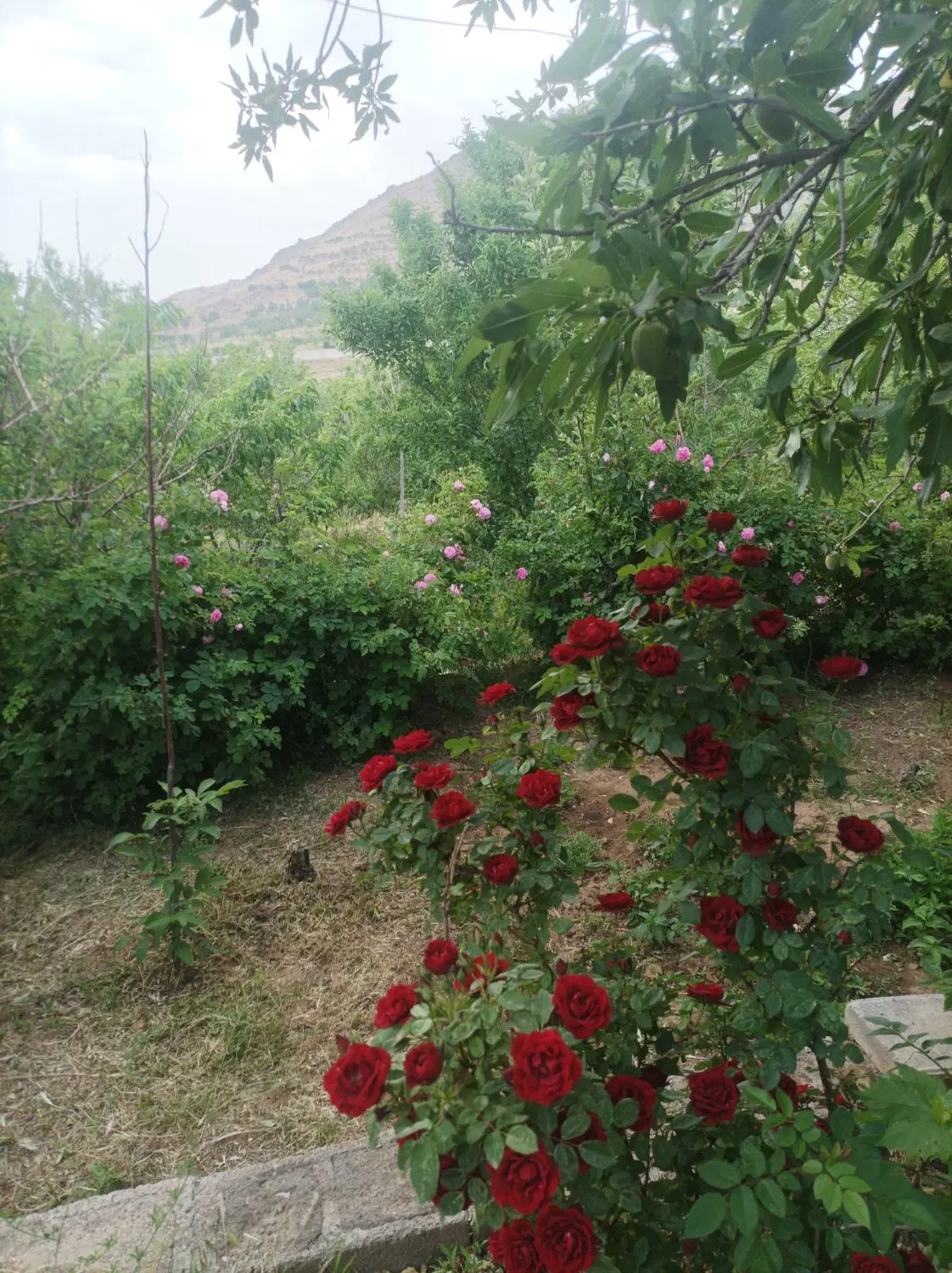 یک تکه باغ به متراژ۳۶۰۰ متر