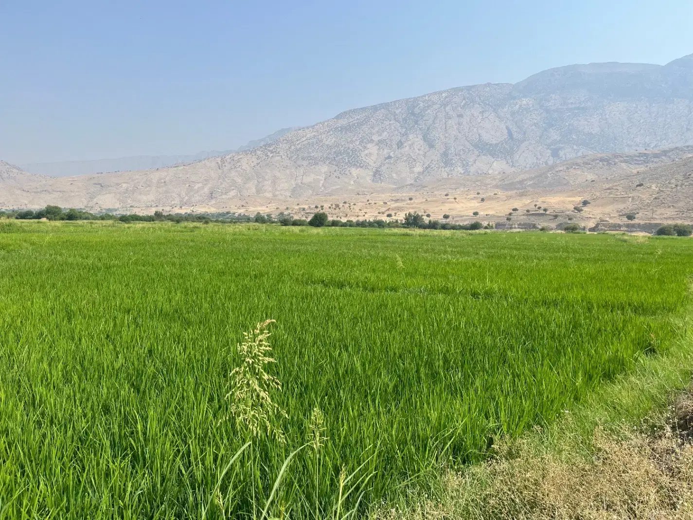 خرید و اجاره زمین کشاورزی نوترکی و پیان و سوسن