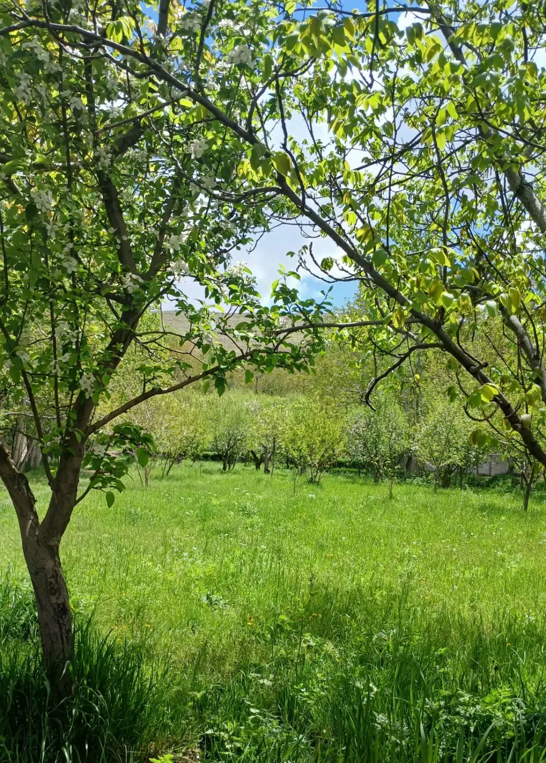 زمین ویلایی نزدیک خاوران باسمنج هروی