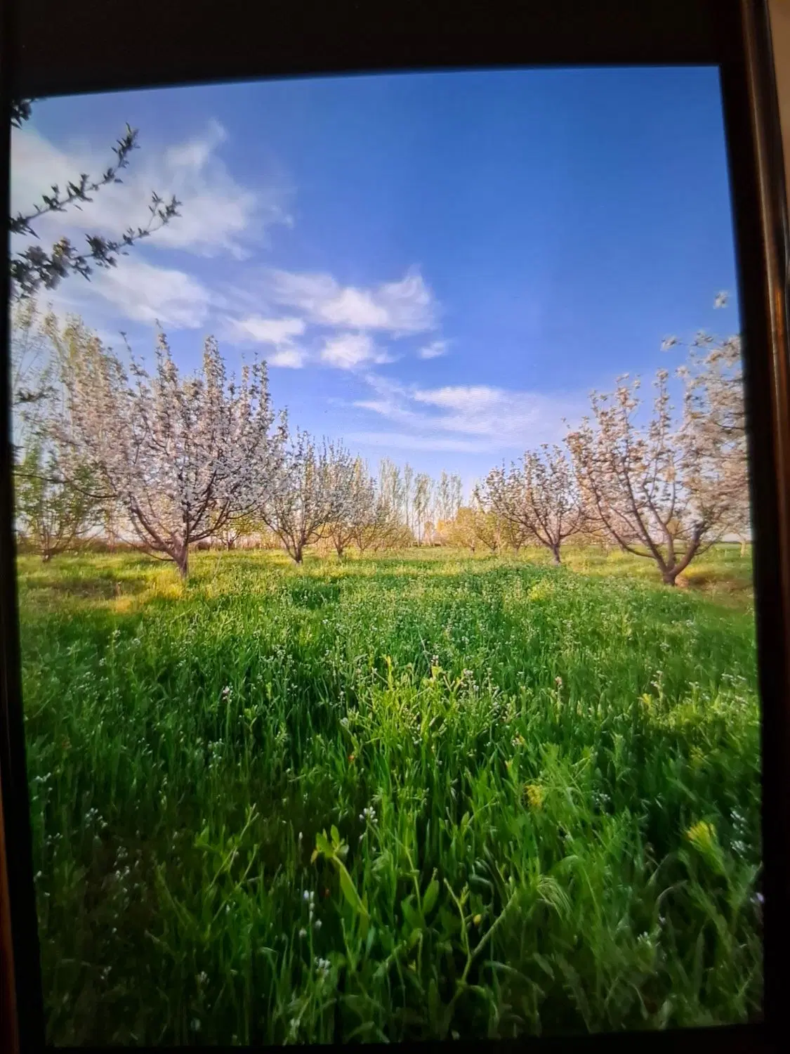 فروش زمین باغ شربیان