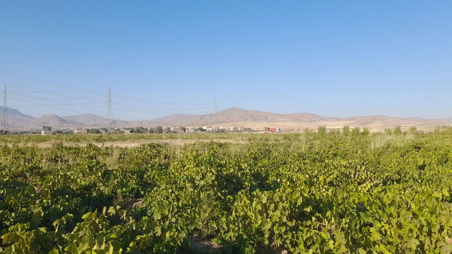 فروش باغ انگور