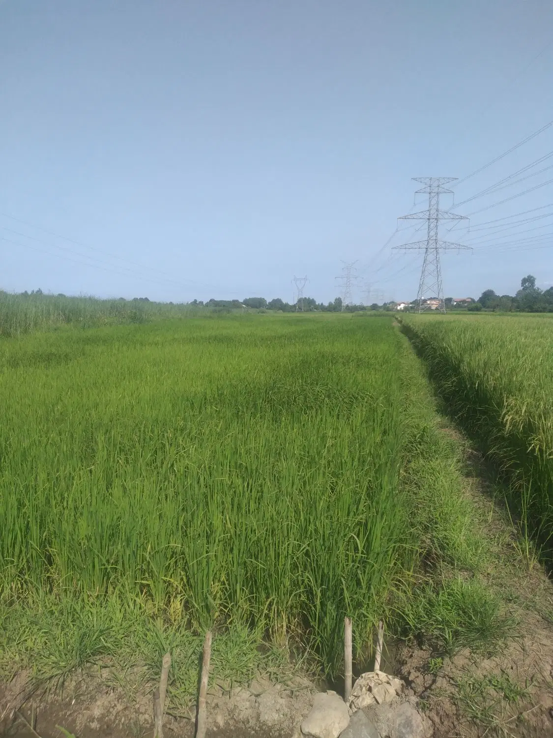 فروش شالیزار مکانیزه