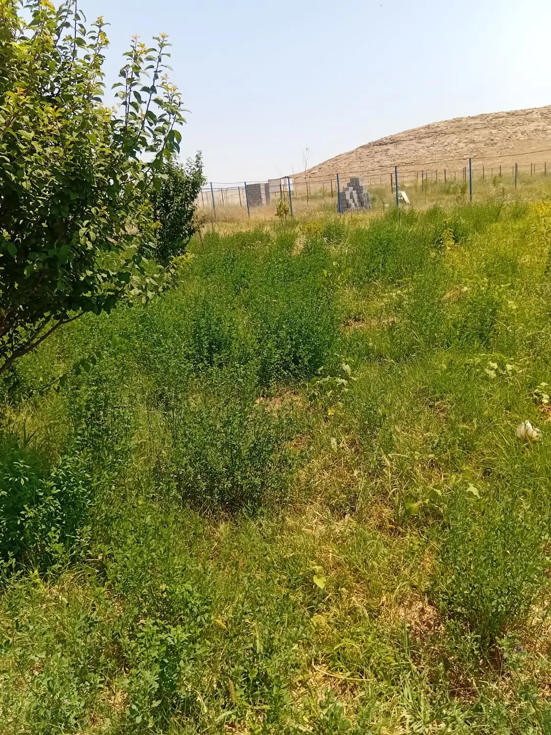 باغ