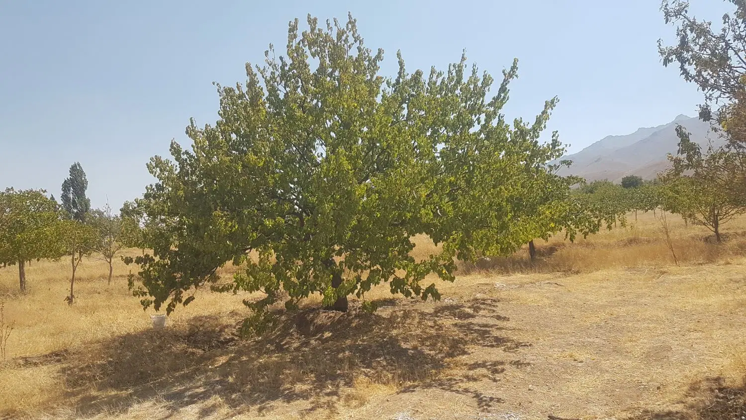 باغ میوه  ۱۰ ساله گوندره قلعه
