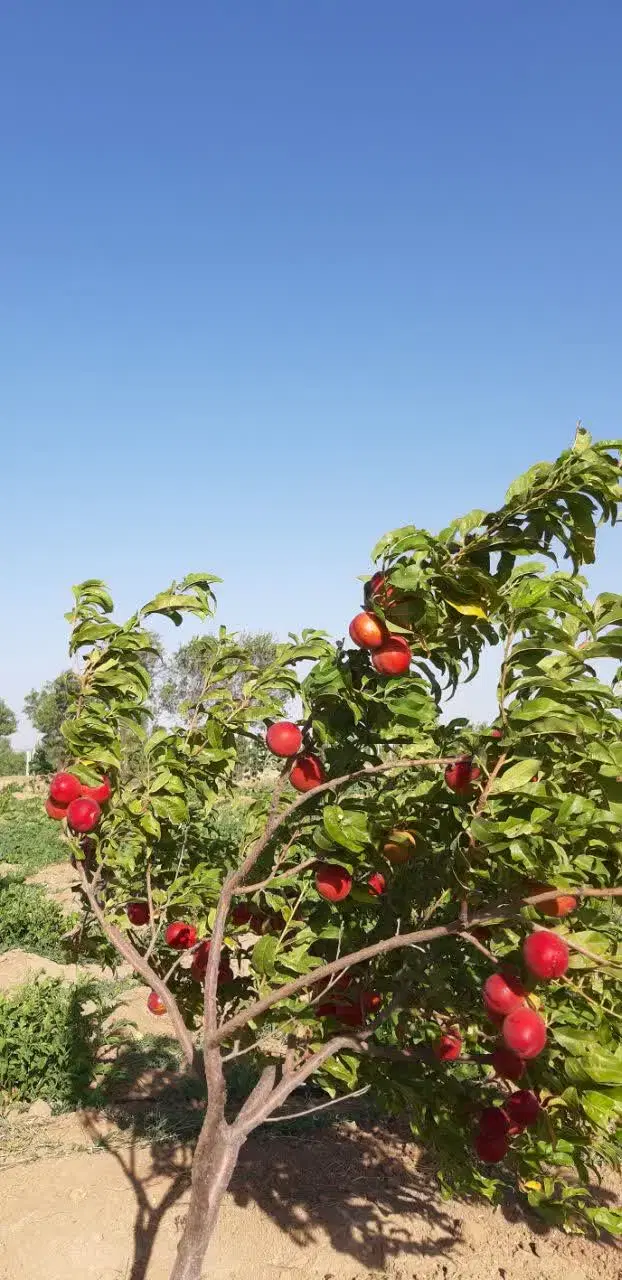 باغ8_320متری سند تکبرگ باسهمیه آب چاه عمیق تاکستان