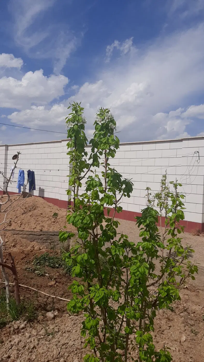 خانه ویلایی روستای مایان شهرستان دامغان