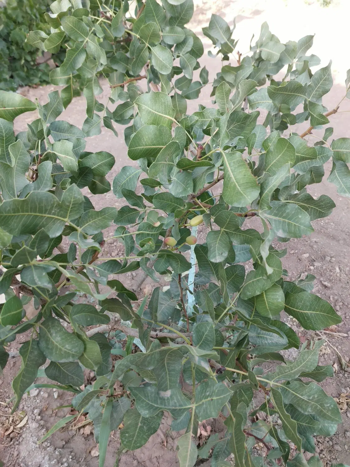 ۳۰۰ متر باغچه در روستای ورده