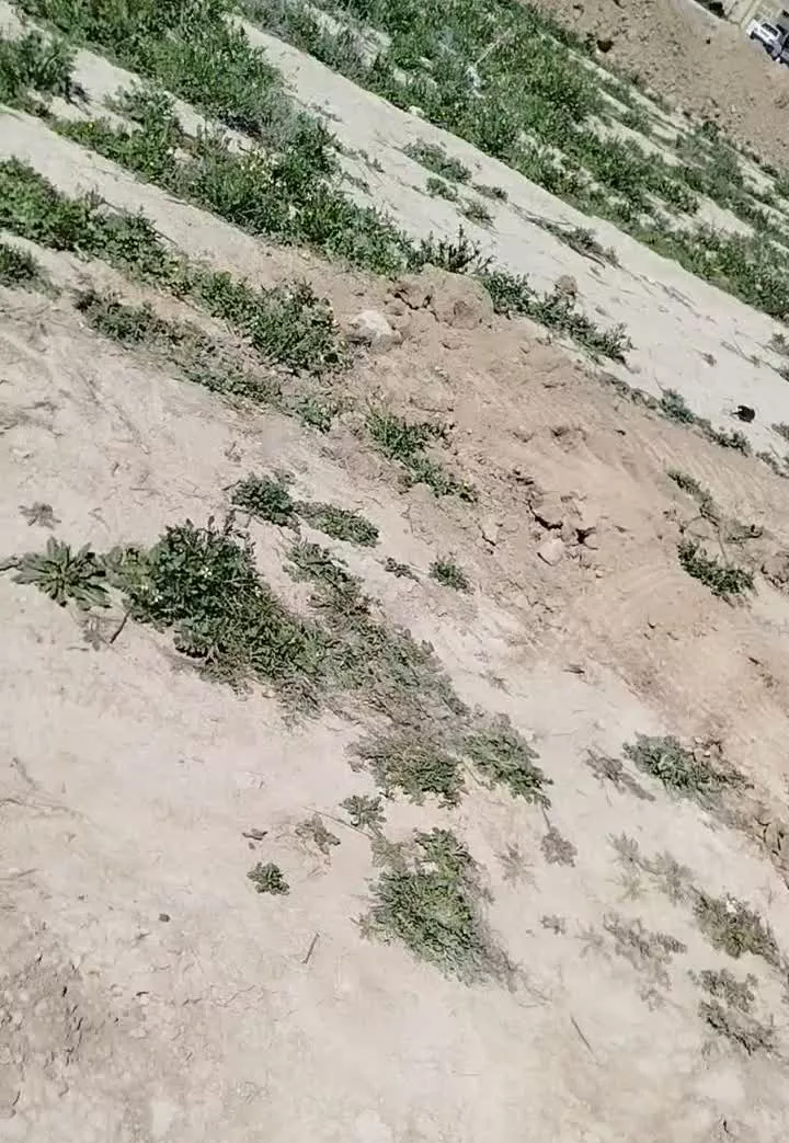 زمین مسکونی 282متری