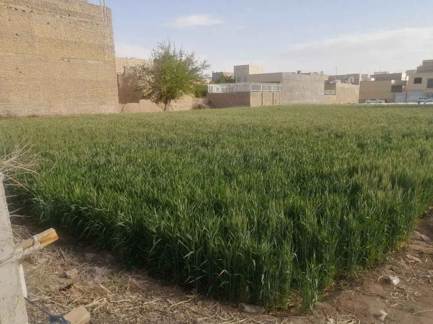 فروش یک قطعه باغ تفت