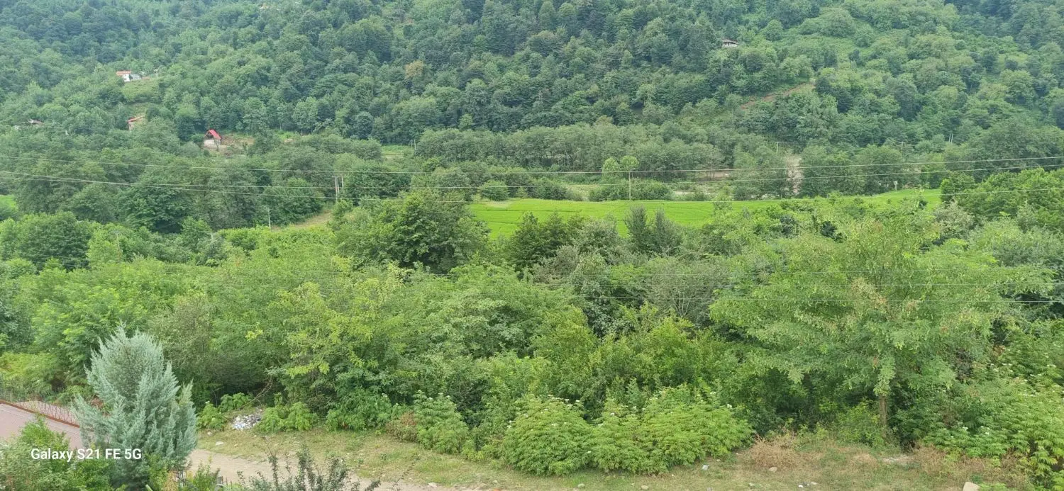 شالیزار