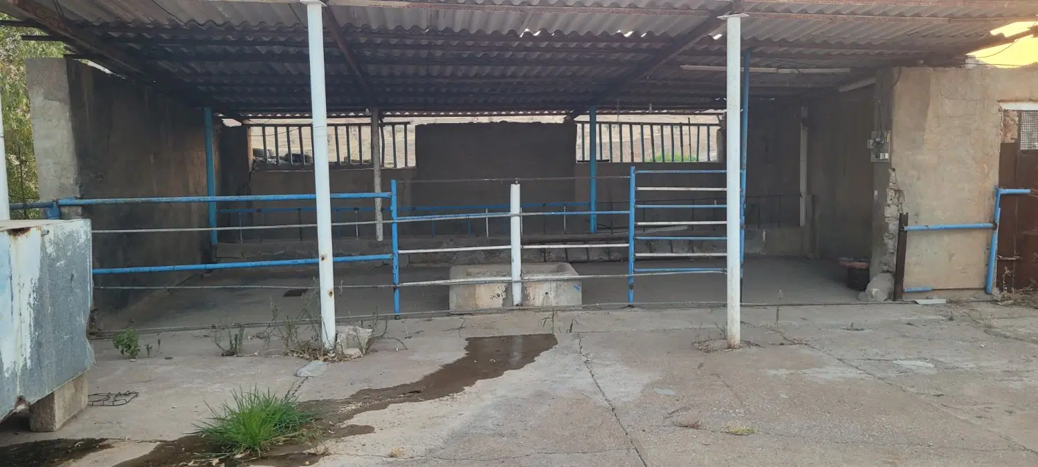 رهن واجاره گاوداری