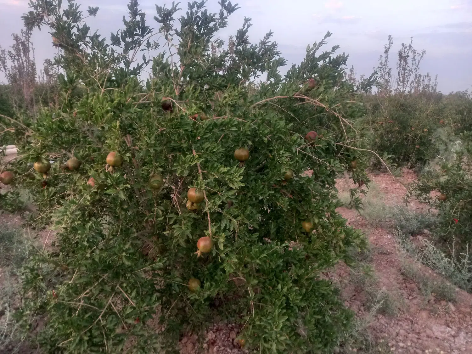 باغ اناری وپسته