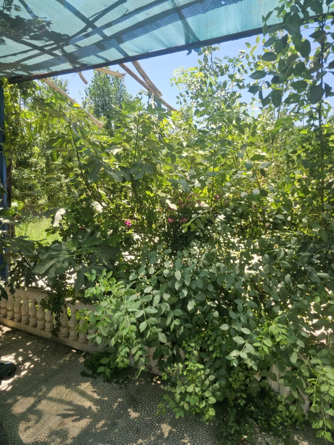 باغ و باغچه تهران