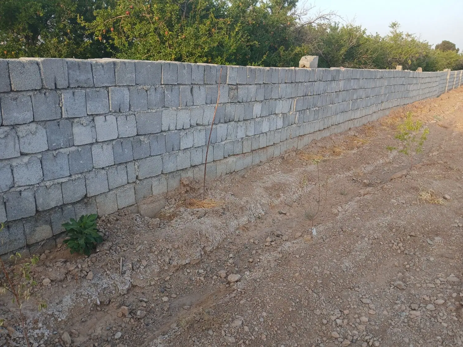زمین کشاورزی با آب