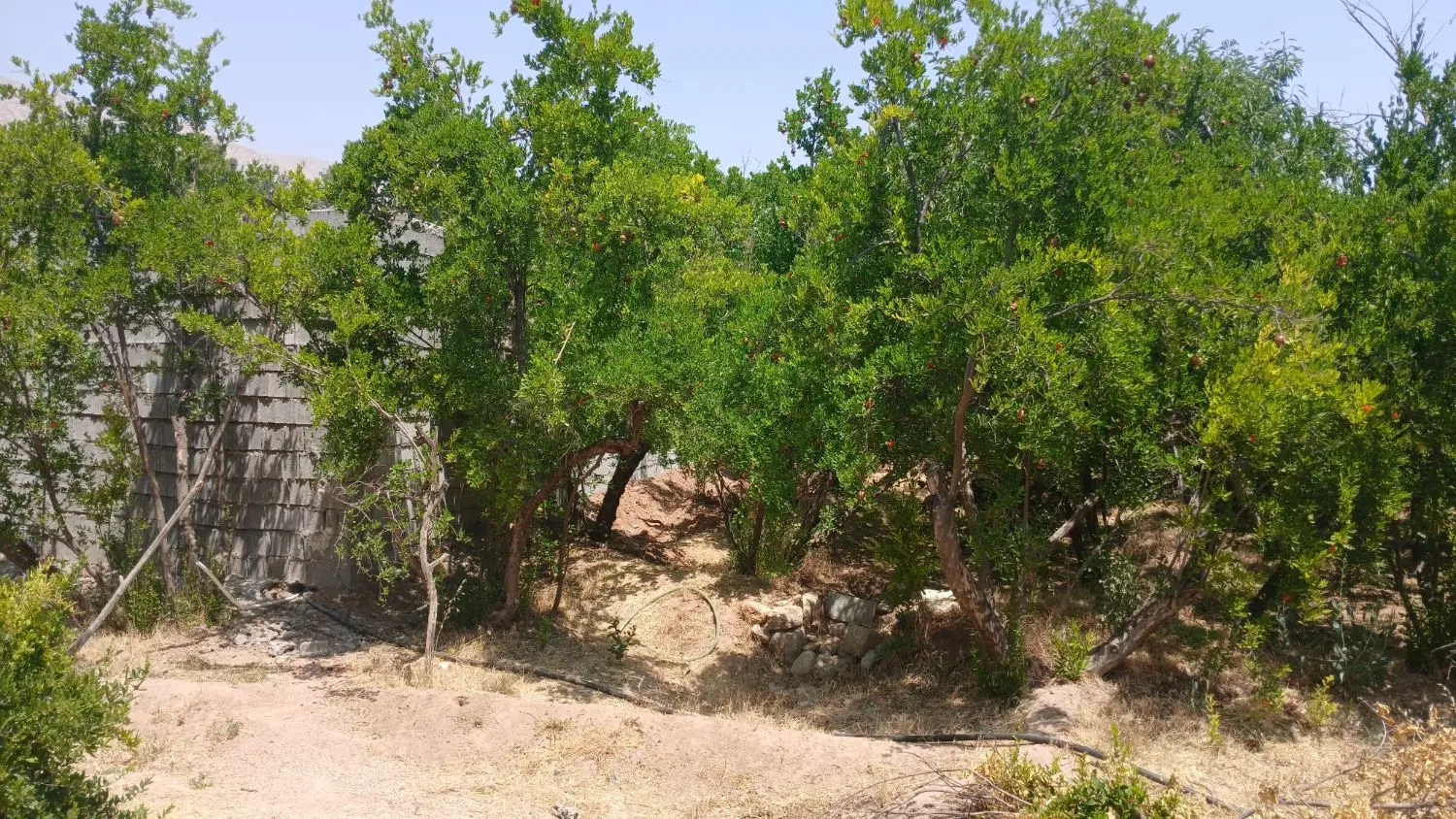 فروش باغ خیابان  کسایی