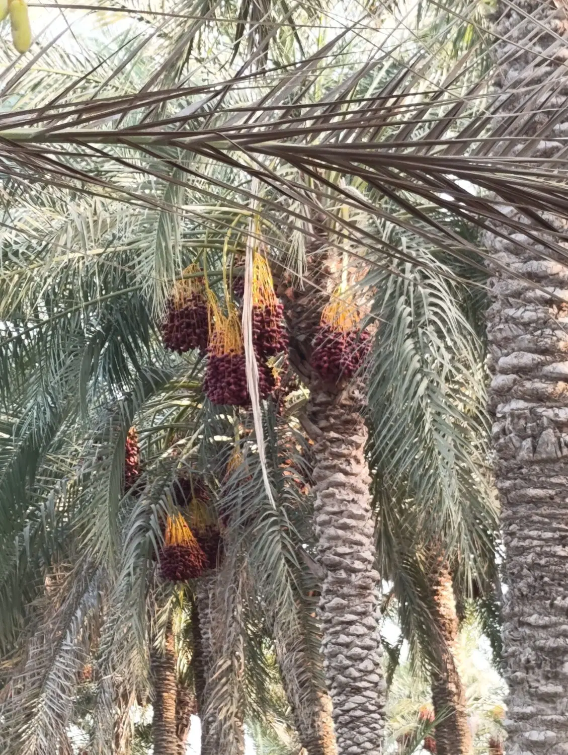 زمین تجاری دونبش