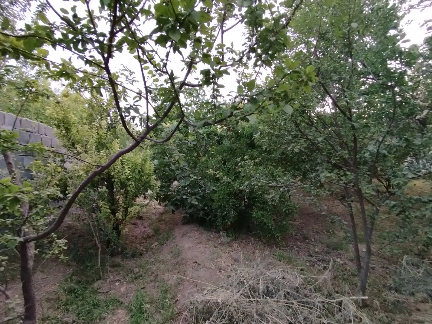 باغ طاهر آباد