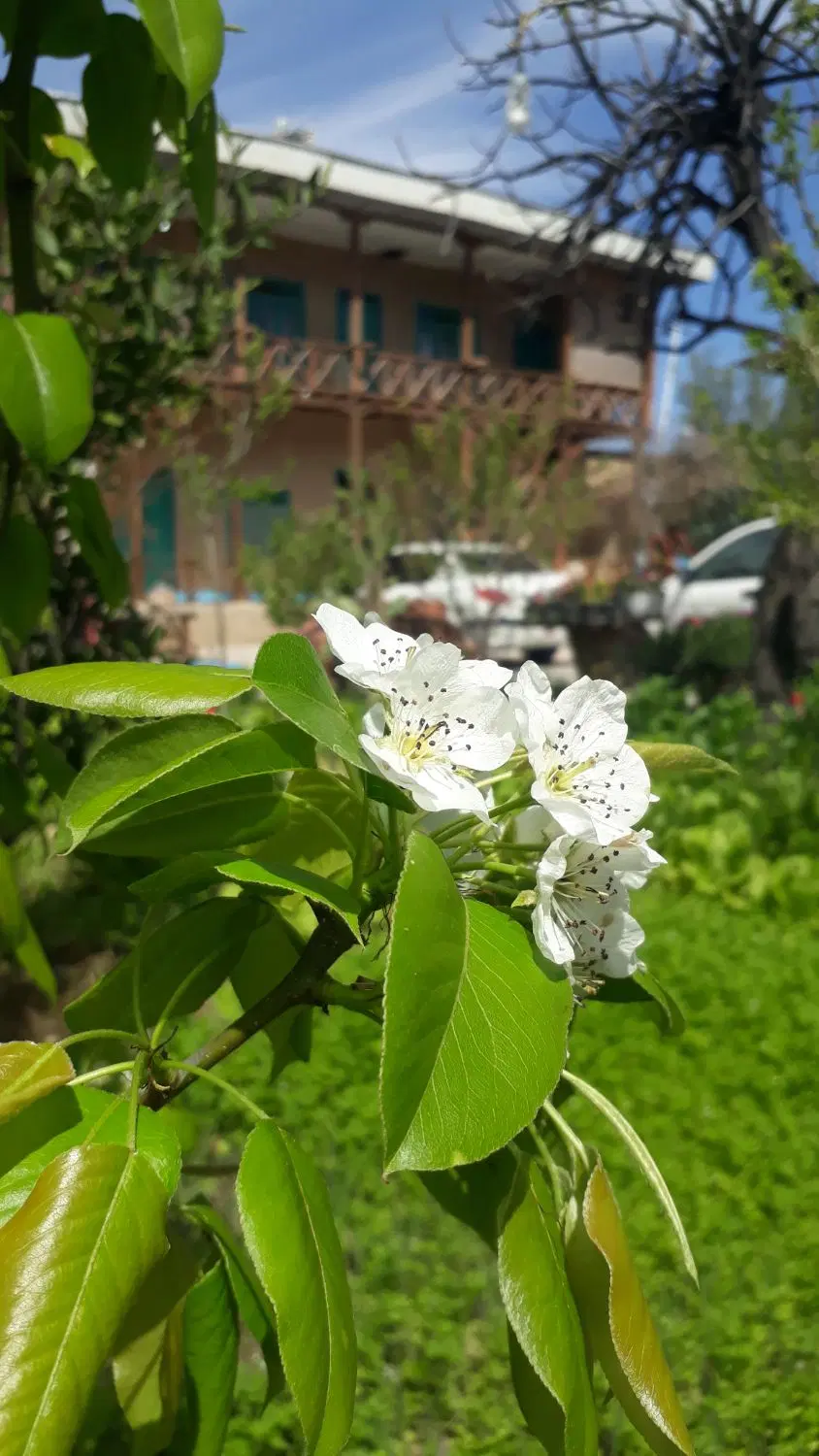 بومگردی و اقامتگاه و سوییت جاوید