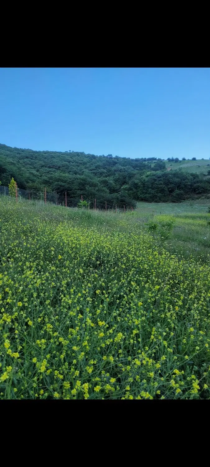 زمین