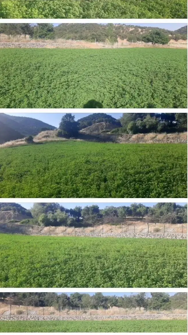 زمین کشاورزی