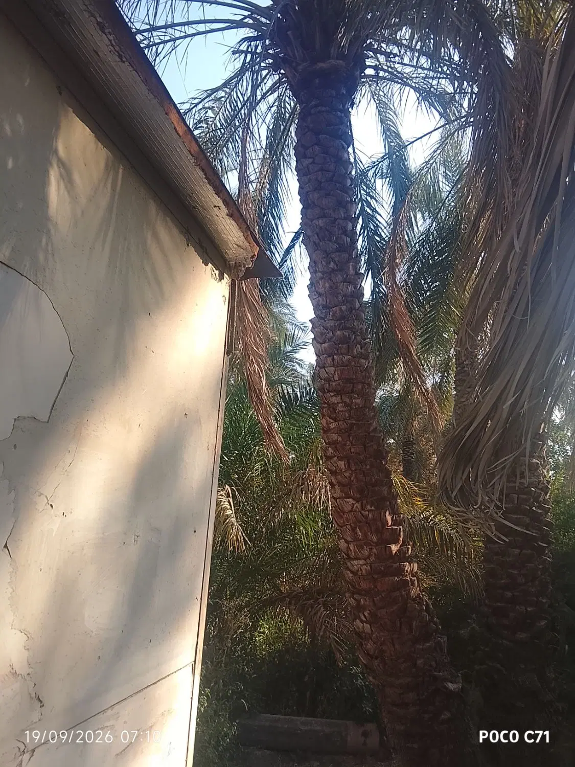 زمین باغی خیابان آزادگان 16پنجاه مترداخل کوچه