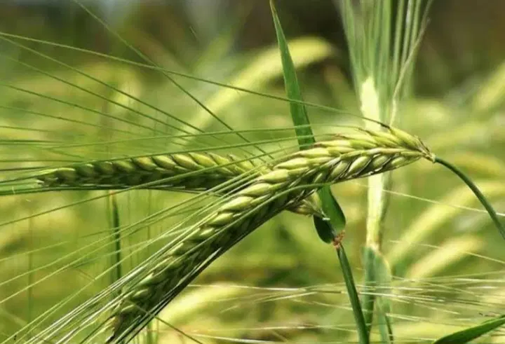 زمین کشاورزی