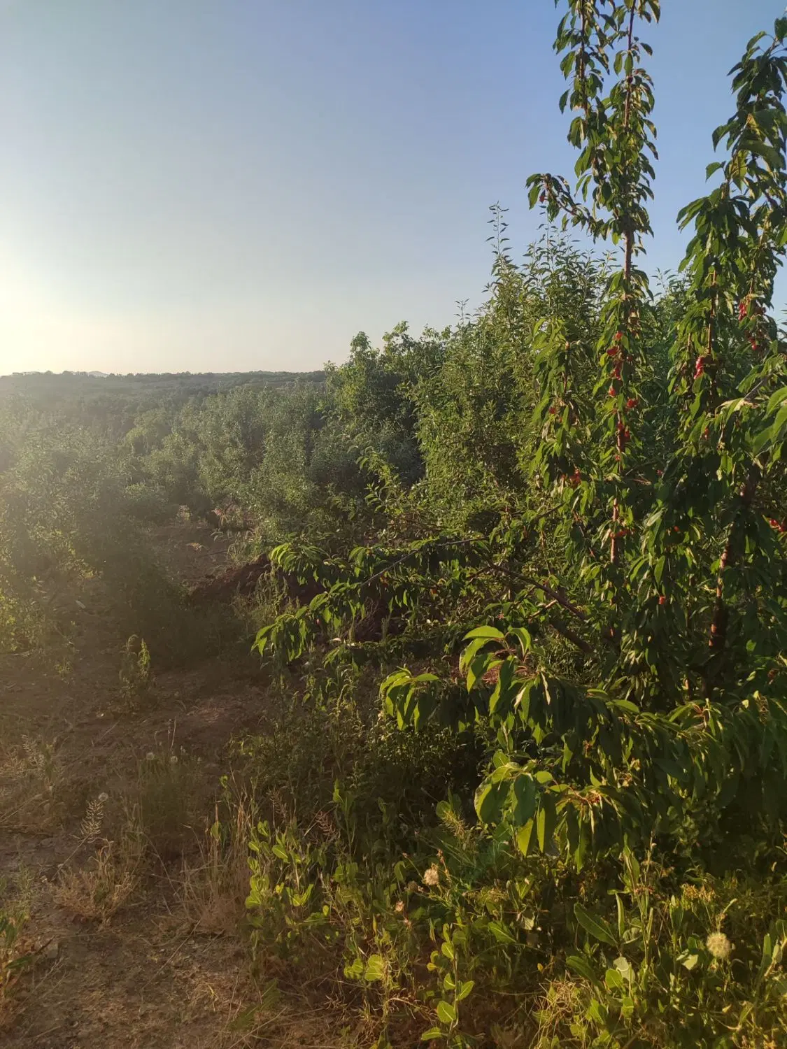 یه پلاک زمین اینده دار