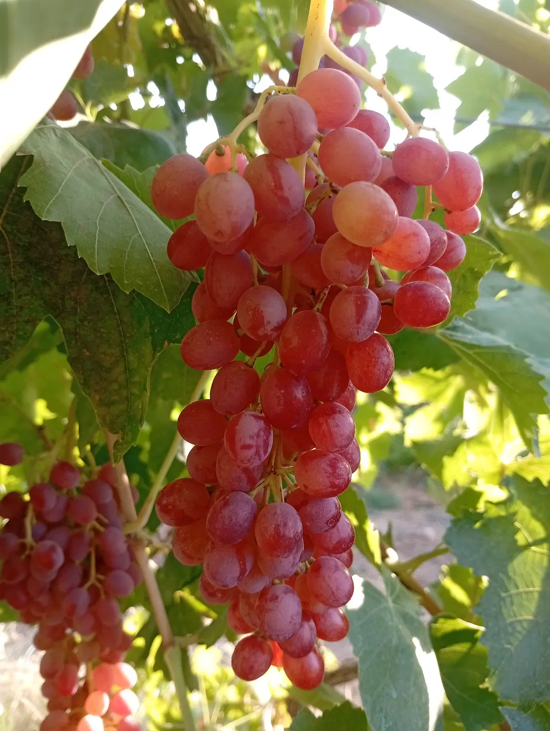 اجارە محصول انگور یک باغ یک هکتاری