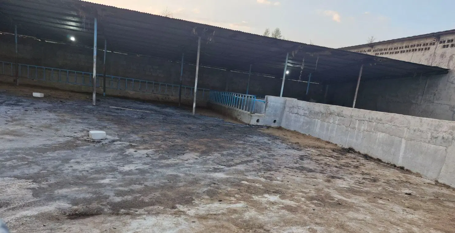 اجاره گاوداری