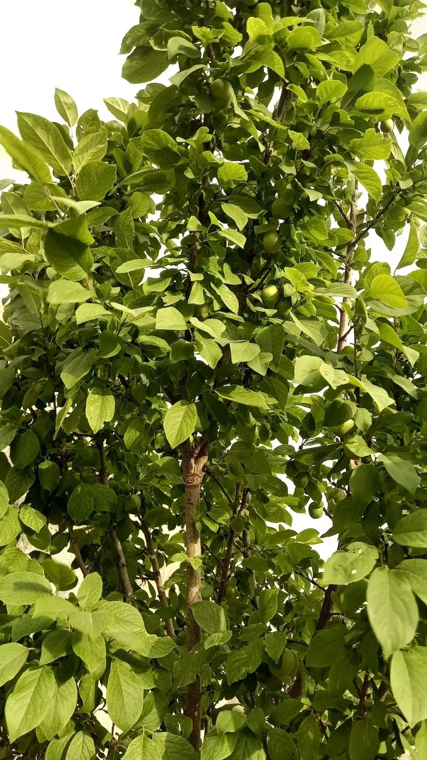 باغ ویلا