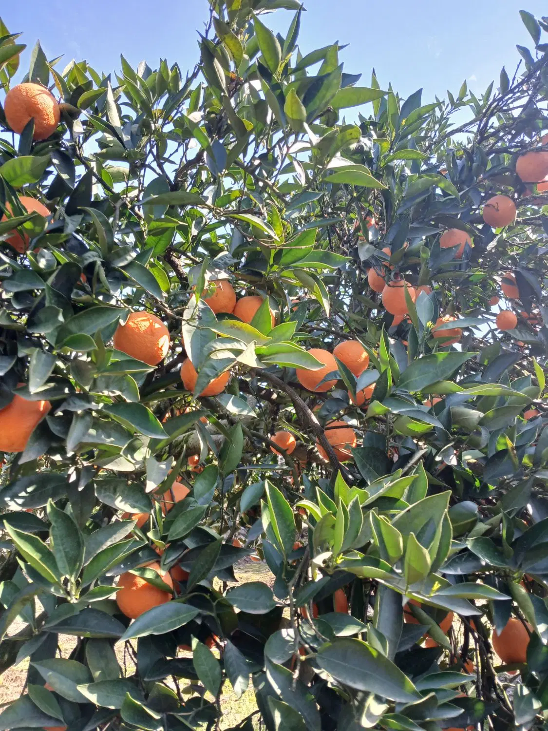 باغ ویلای شمال