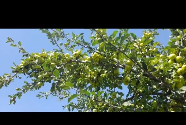 فروش زمین و باغ در روستای نوسر