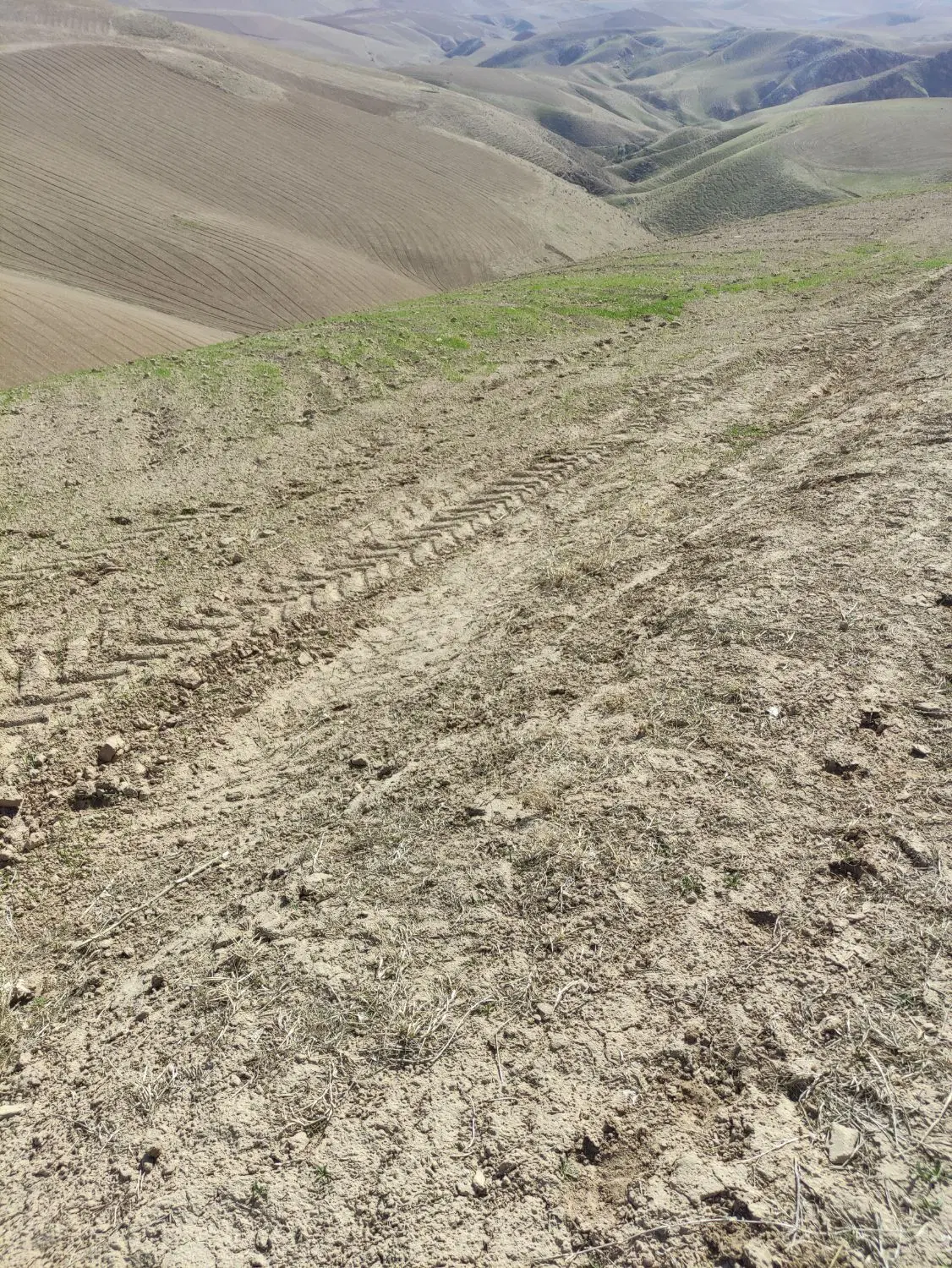 زمین دیم روستای شوراب علیا