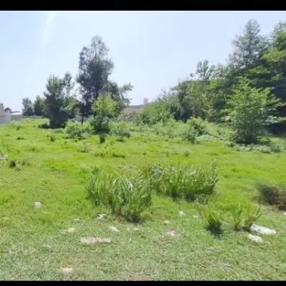 ۸۰۰متر زمین باغی داخل طرح هادی دارم فروش