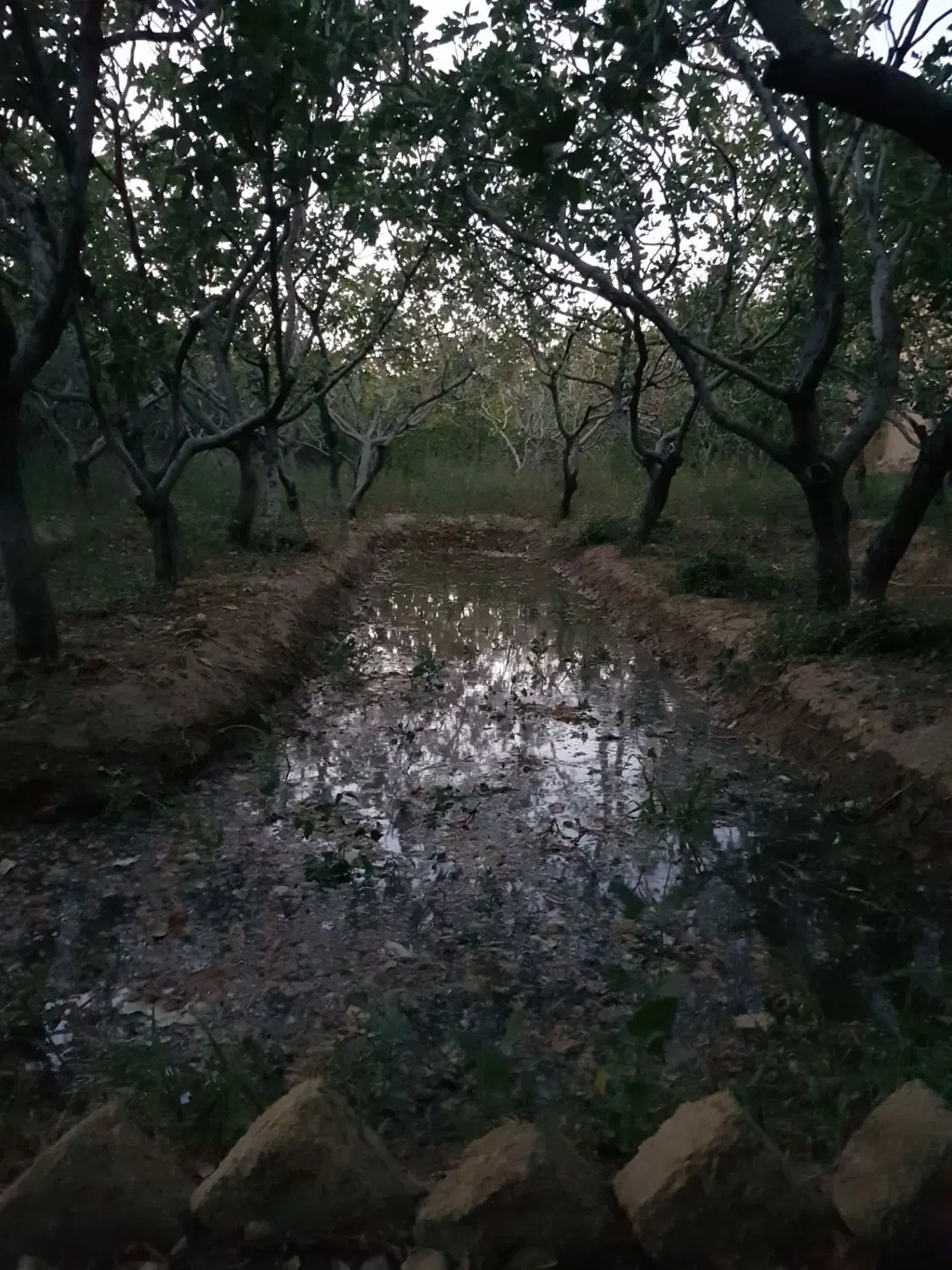خانه باغ پسته
