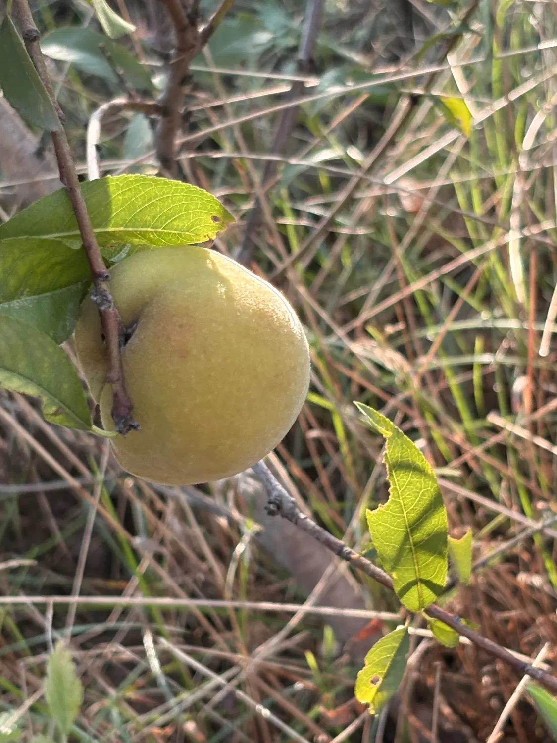 فروش زمین باغی شموشک