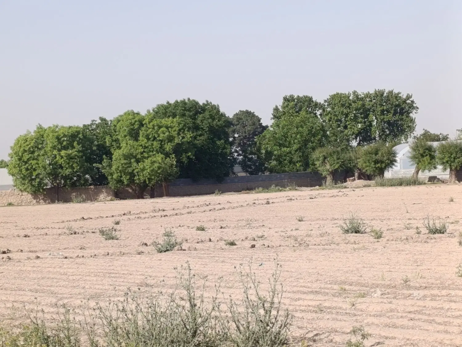زمین باغ باغچه قطع