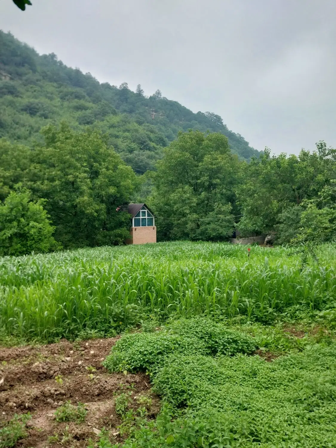 کلبه سوئیسی جنگلی زیارت