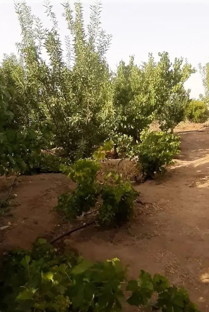 زمین باغ